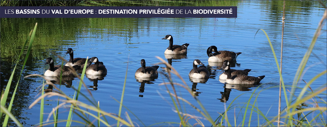 Les bassins du Val d’Europe : destination privilégiée de la biodiversité